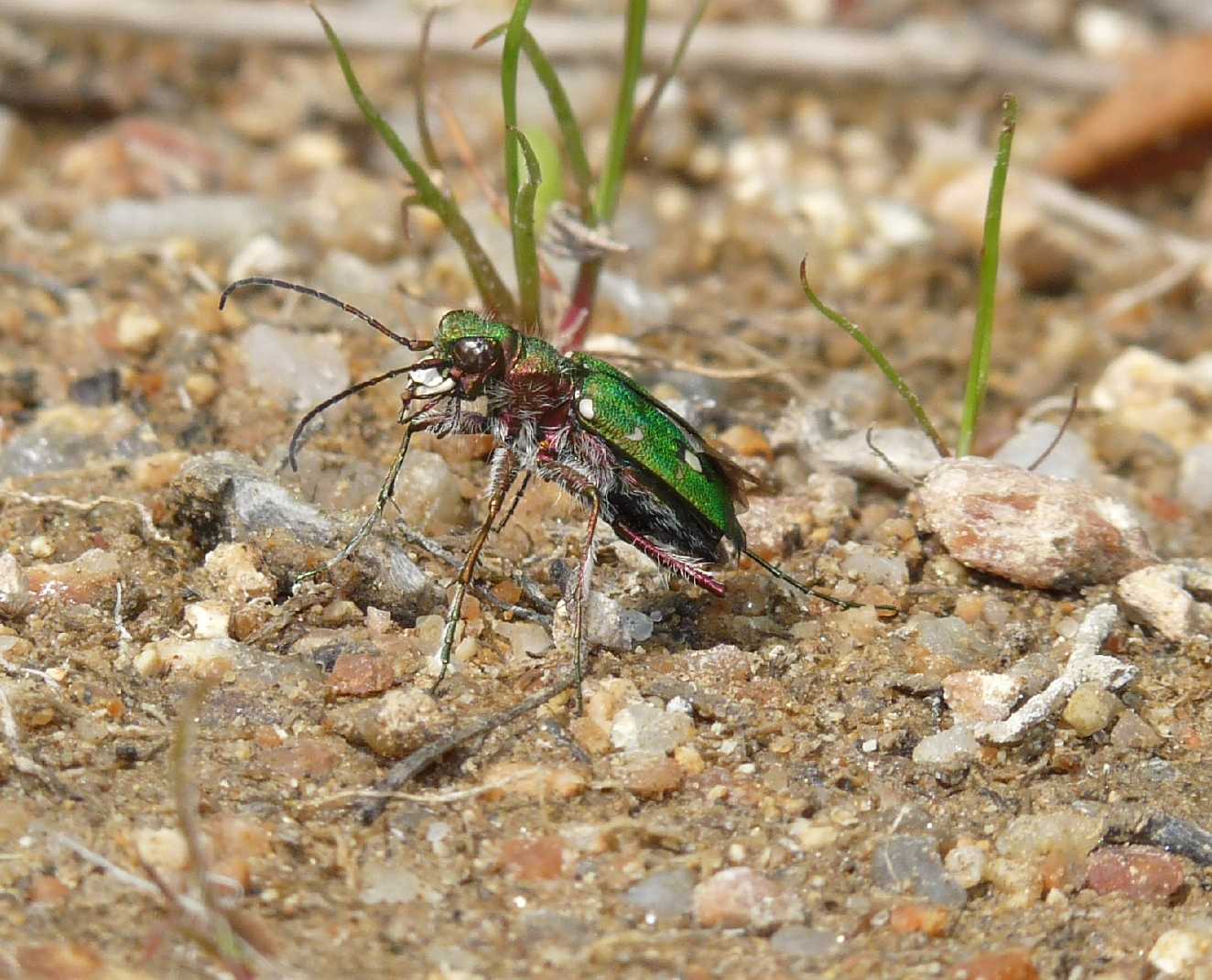 Cicindela campestris corsicana